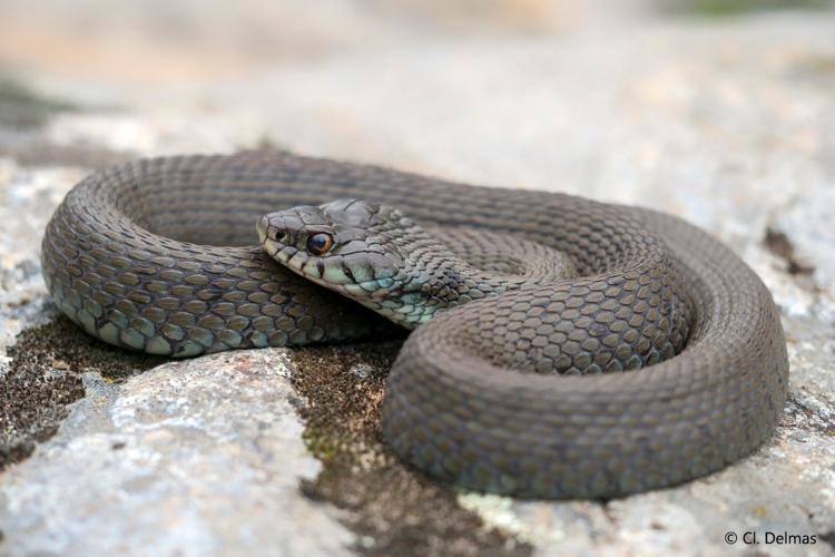 Natrix astreptophora, attitude de défense (Sorède, Pyrénées-Orientales) © Claudine Delmas