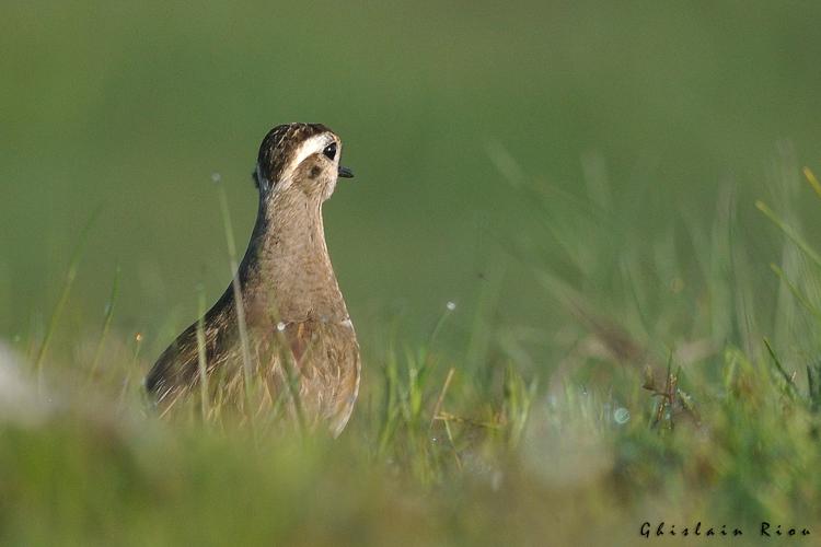 Pluvier guignard, 27 mai 2023, St Geniez d'Olt et d'Aubrac 12 © Ghislain Riou