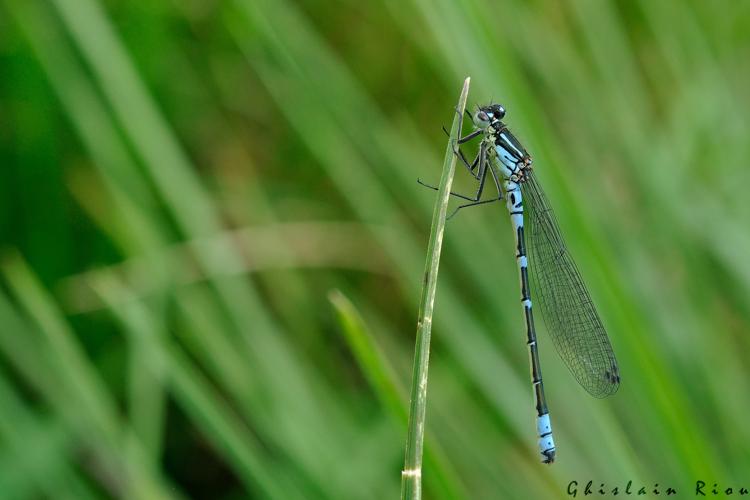 Coenagrion lunulatum mâle, 27 mai 2023, St-Chély-d'Aubrac 12 © Ghislain Riou