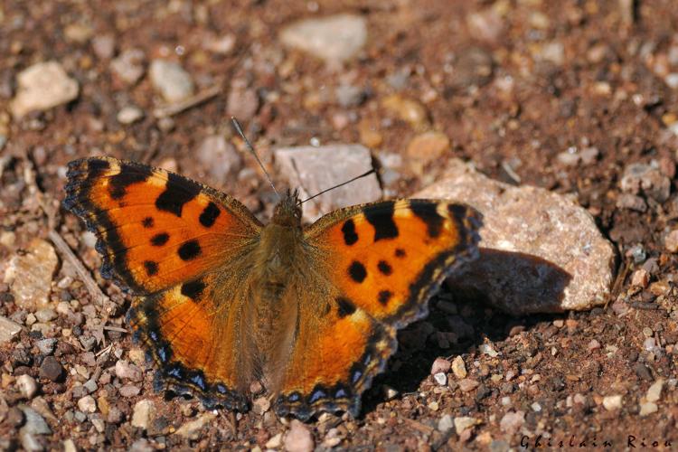 Nymphalis polychloros, 10 juin 2023, Larroque 81 © Ghislain Riou