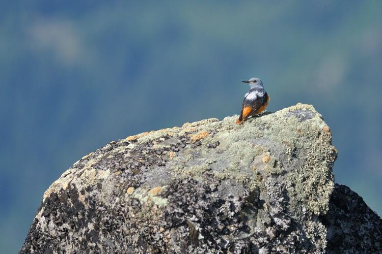 mâle de monticole de roche, 16 juin 2023, Bordères Louron 65 © Ghislain Riou