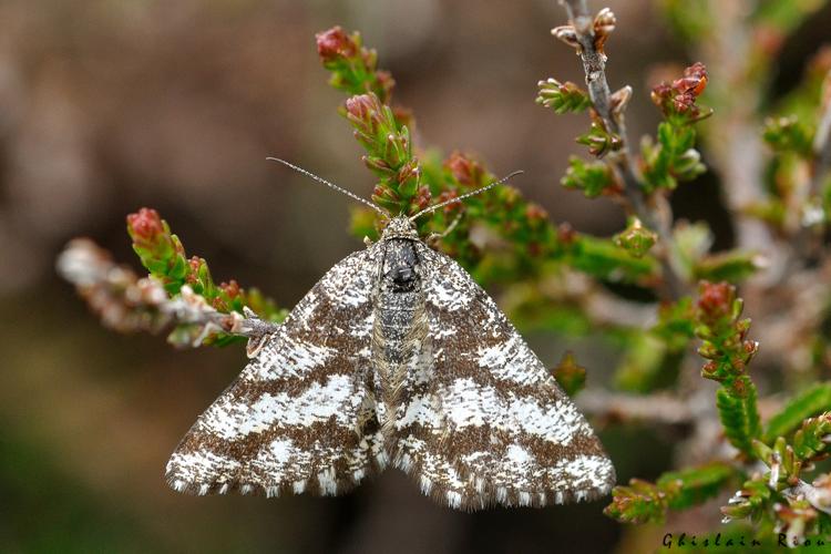 Ematurga atomaria, 13 juin 2023, Cazaux-Dessus 65 © Ghislain Riou