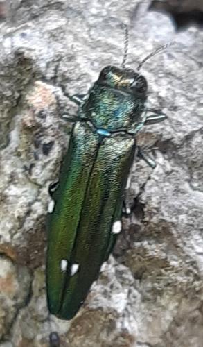 Agrilus biguttatus sur un chêne fraichement effondré, 23 juin 2023, Anla 65 © Ghislain Riou