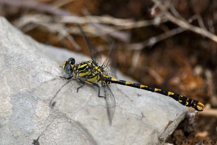 Onychogomphus uncatus mâle, 5 juillet 2023, Larroque 81 © Ghislain Riou