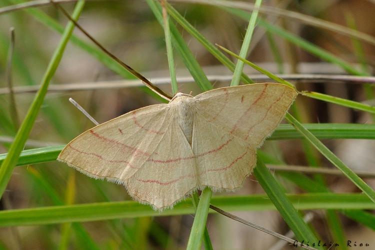 Rhodostrophia vibicaria, 4 juillet 2023, Lalbenque 46 © Ghislain Riou