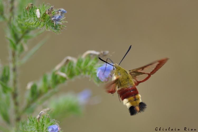 Hemaris fuciformis, 5 juillet 2023, Penne 81 © Ghislain Riou