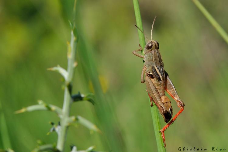 Paracaloptenus bolivari mâle, 7 juillet 2023, Lesparrou 09 © Ghislain Riou