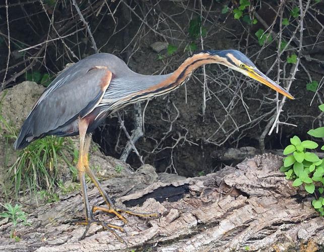 Héron pourpré adulte, 13 juillet 2019, Portet-sur-Garonne 31 © Jean-Marc L'Hermite