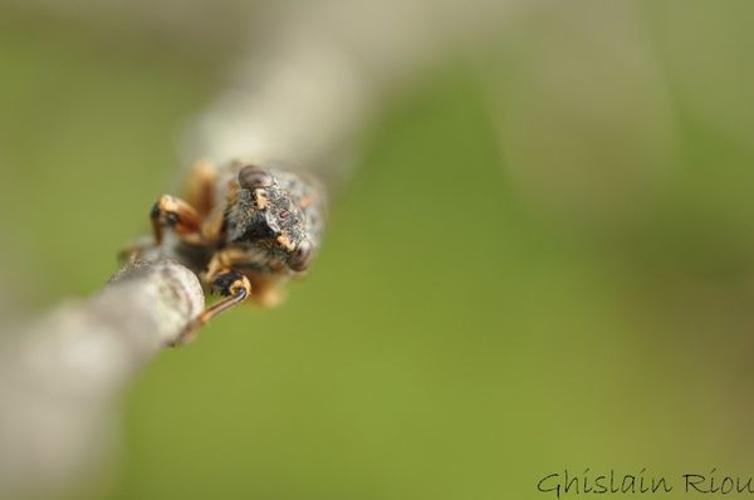 Tettigettalna argentata, 2011, Gers © Ghislain Riou