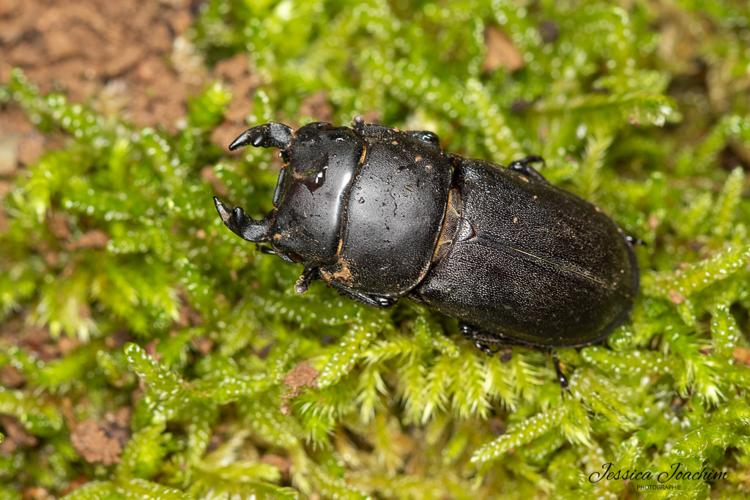 Dorcus parallelipipedus, juin 2021, le Travet 81 © Jessica Joachim