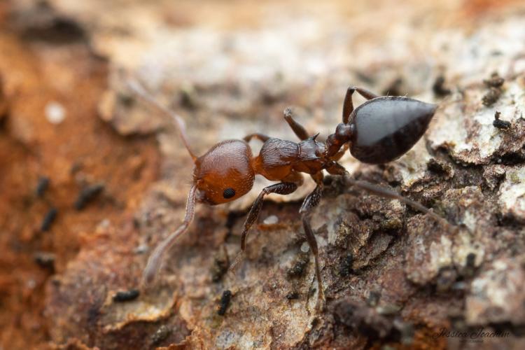 Crematogaster scutellaris © Jessica Joachim, janv. 2023, Serviès 81