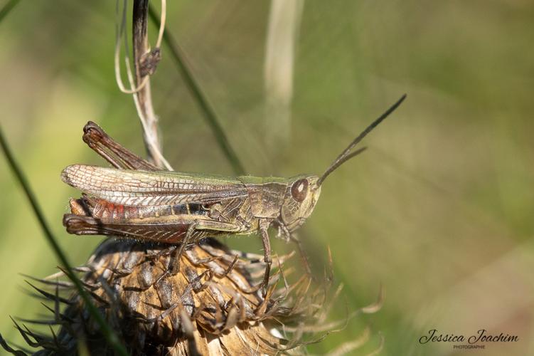 Chorthippus dorsatus, oct. 2021, Dourgne 81 © Jessica Joachim