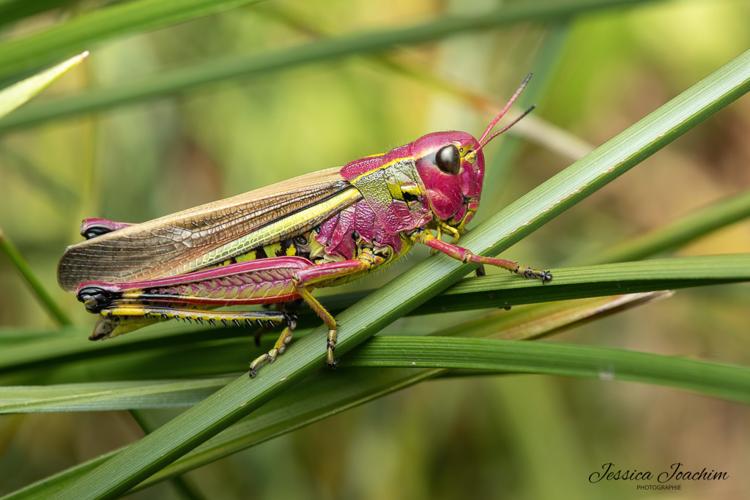 Stethophyma grossum fem, juillet 2022, L’Hospitalet-près-l’Andorre 09 © Jessica Joachim