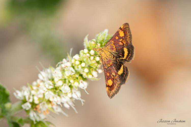 Pyrausta aurata, Juillet 2023, Les Cammazes 81 © Jessica Joachim