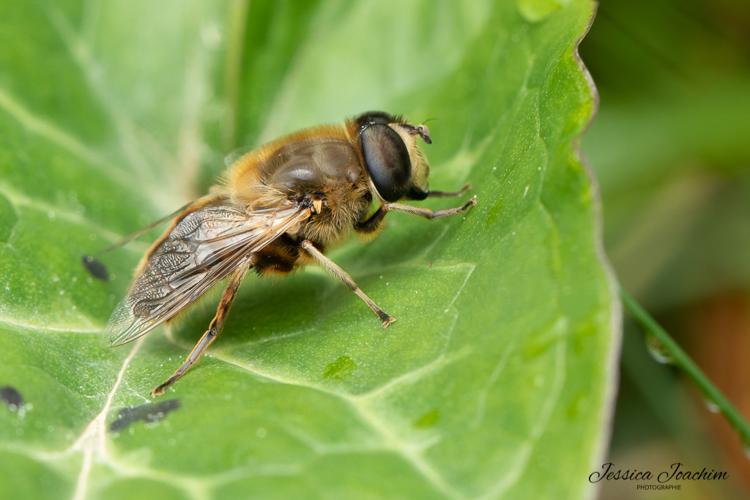 Eristalis tenax, avril 2022, Guitalens 81 © Jessica Joachim