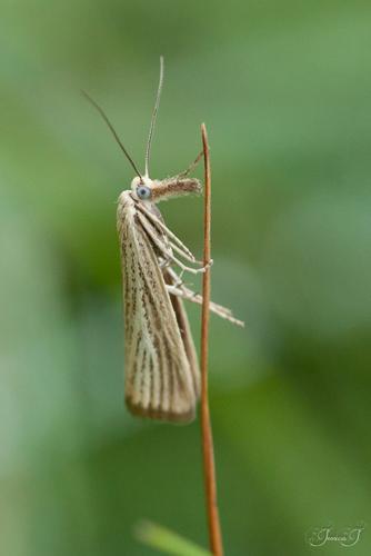 Agriphila straminella, juil. 2018, Auzat 09 © Jessica Joachim