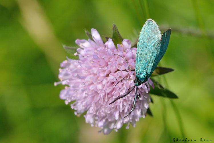 Jordanita globulariae ♂ (genitalia vérifiés), juin 2023, Marliac 31 © Ghislain Riou