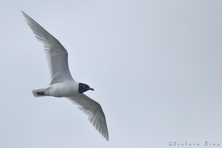 Mouette mélanocéphale ad, 16 Juil. 2023, Leucate 11 © Ghislain Riou