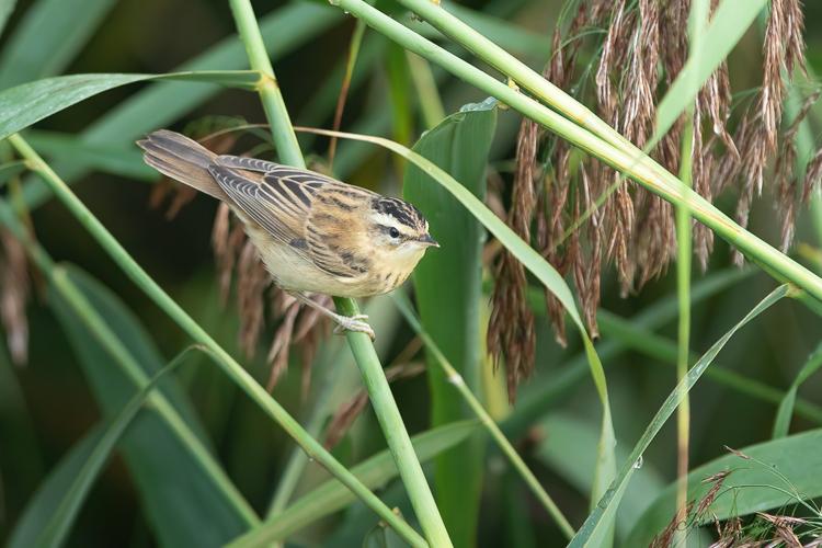 Phragmite des joncs © Jessica Joachim