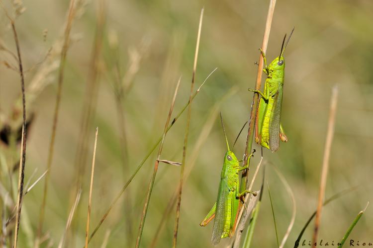 Chorthippus jucundus mâles, 10 sept. 2023, Eyne 66 © Ghislain Riou