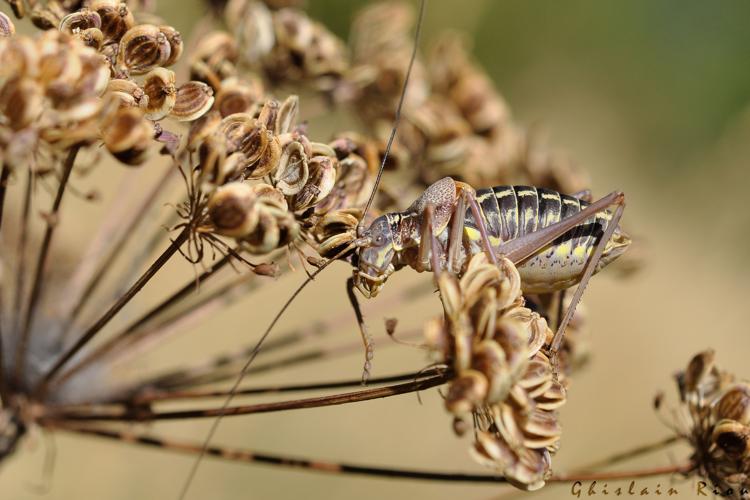 Sorapagus catalaunicus mâle, 9 sept. 2023, Dorres 66 © Ghislain Riou