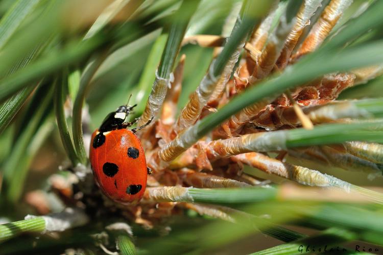 Coccinella magnifica, 9 sept. 2023, Dorres 66 © Ghislain Riou