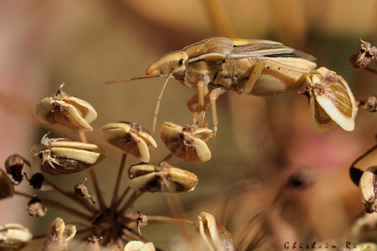 Aelia rostrata cognata, 9 sept. 2023, Dorres 66 © Ghislain Riou