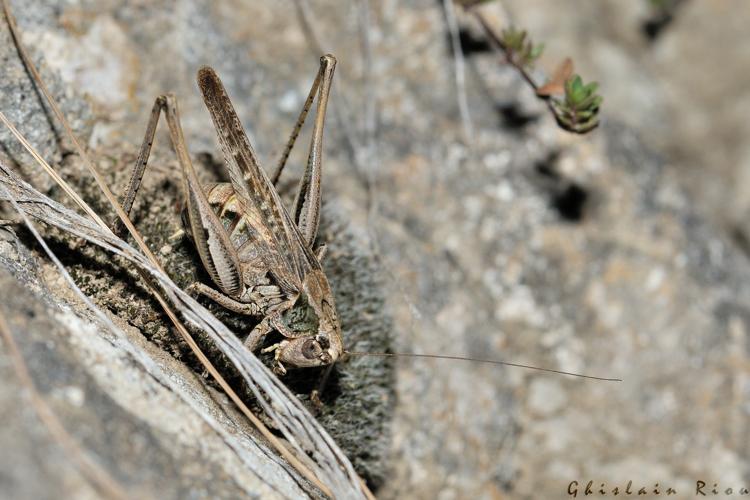 Platycleis albopunctata fem. en ponte, 9 sept. 2023, Llo 66 © Ghislain Riou