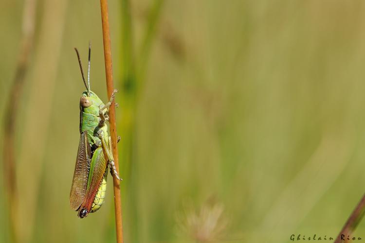 Pseudochorthippus parallelus erythropus mâle, 10 sept. 2023, Bolquère 66 © Ghislain Riou