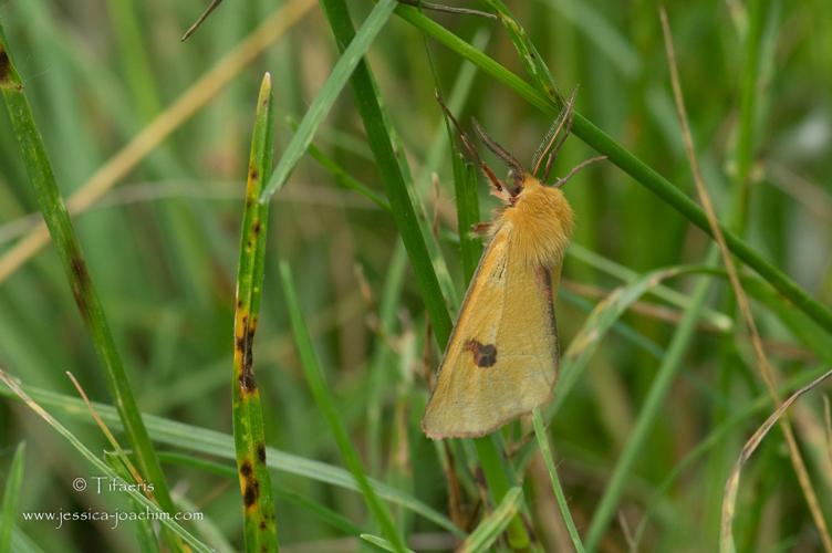 Diacrisia sannio, juin 2015, St-amadou 81 © Jessica Joachim