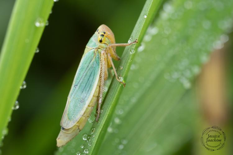 Cicadella viridis, oct. 2020, Mazères 09 © Jessica Joachim