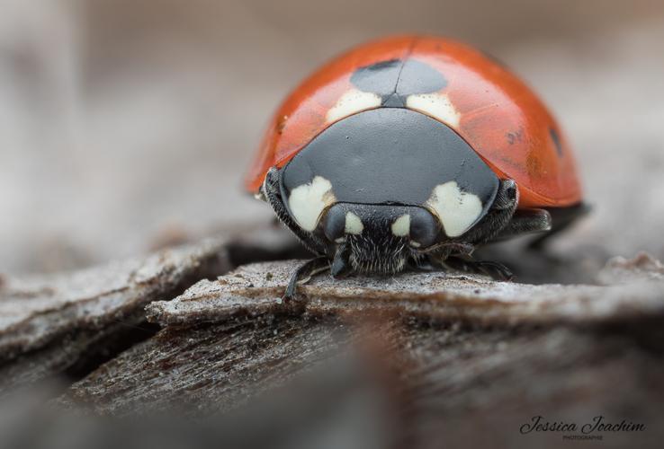 Coccinella septempunctata, déc. 2021, Serviès 81 © Jessica Joachim