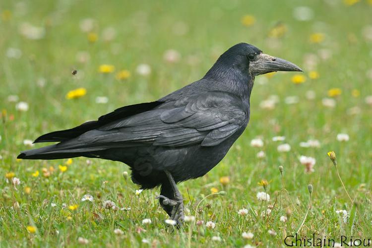 Corbeau freux © Ghislain Riou