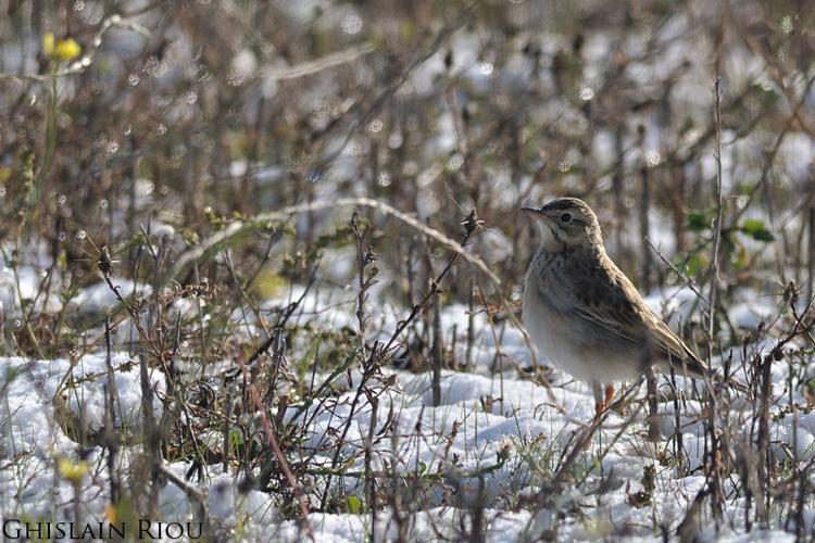 Pipit de Richard, Nov. 2013 © Ghislain Riou