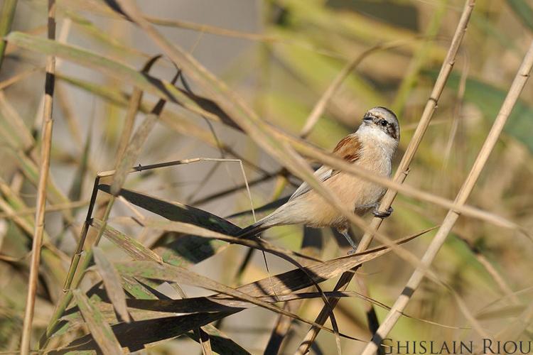 Rémiz penduline, Oct. 2017, Portiragnes 34 © Ghislain Riou