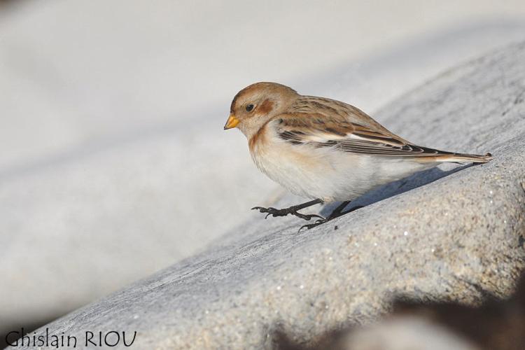 Bruant des neiges © Ghislain Riou