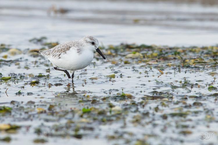 Bécasseau sanderling, Déc. 2017 © Jessica Joachim