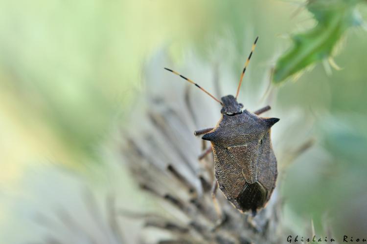 Picromerus nigridens, 22 sept. 2023, Gruissan 11 © Ghislain Riou