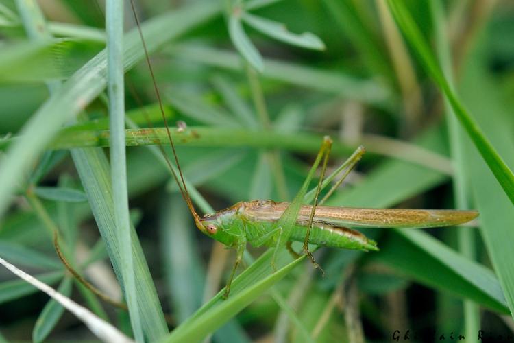 Conocephalus conocephalus, 23 sept. 2023, Fleury 11 © Ghislain Riou