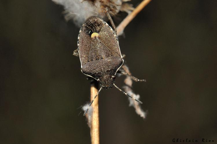 Holcostethus albipes, 24 sept. 2023,  Labastide-en-Val 11 © Ghislain Riou