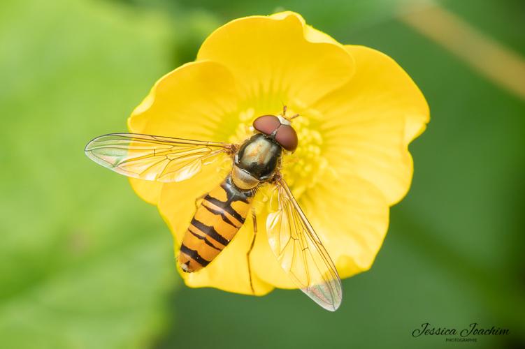 Episyrphus balteatus, juin 2022, Roc de Peyremeaux 81 © Jessica Joachim