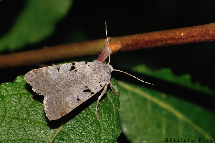 Eugnorisma glareosa, 1er Oct. 2023, Porta 66 © Ghislain Riou