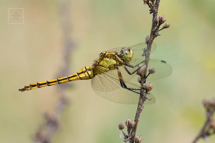 Orthetrum cancellatum ♀, Varilhes (Ariège) © Gilles Pottier