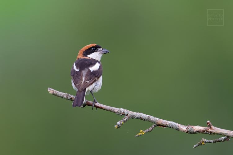 Lanius senator ♂, Montgaillard (Hautes-Pyrénées) © Gilles Pottier