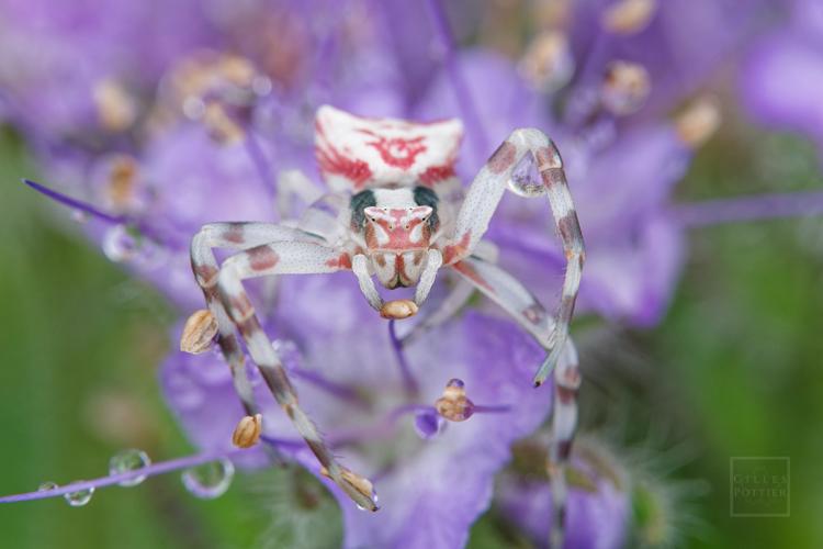 Thomisus onustus, Montgaillard (Hautes-Pyrénées) © Gilles Pottier