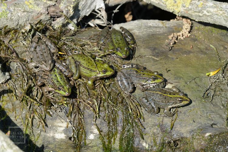 Groupe de Pelophylax sp. en héliothermie (probablement P. ridibundus). Notez la coloration, individuellement très variable (Camalès, Hautes-Pyrénées) © Gilles Pottier