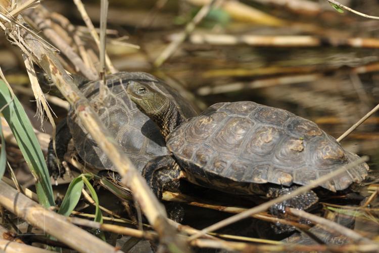 Mauremys leprosa, individus en héliothermie (Banyuls-sur-Mer, Pyrénées-Orientales). Notez les protubérances squameuses des écailles de la dossière. © Gilles Pottier