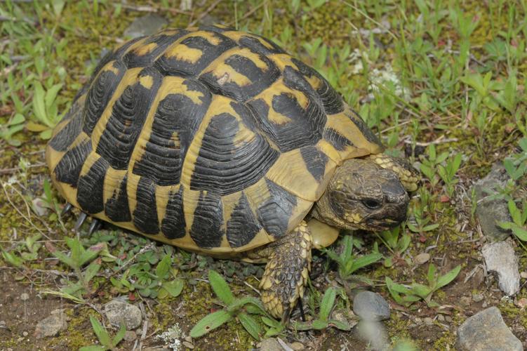 Testudo hermanni hermanni ♂, versant espagnol des Albères (prov. Gerona, Catalogne) © Gilles Pottier