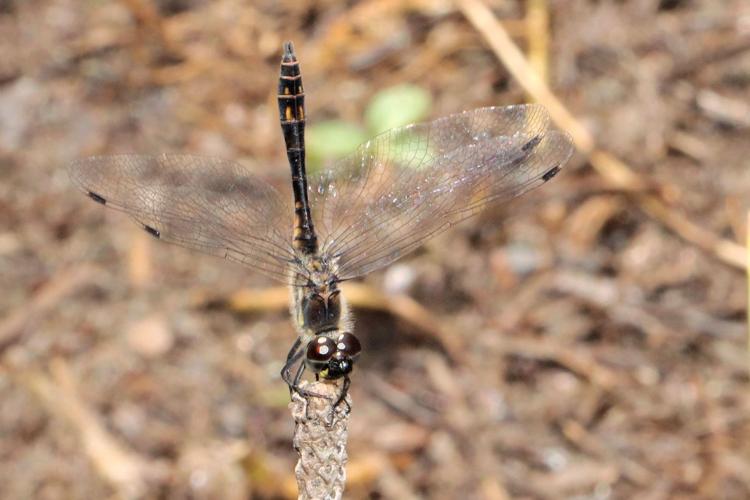 Sympetrum danae, août 2023, Les Angles 66 © Mangold Nicolas