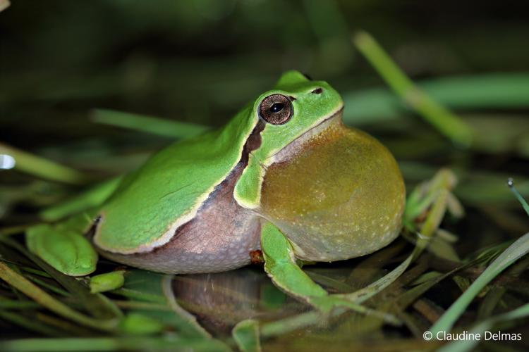 Hyla arborea, mâle chantant (Sainte-Croix, Aveyron) © Claudine Delmas